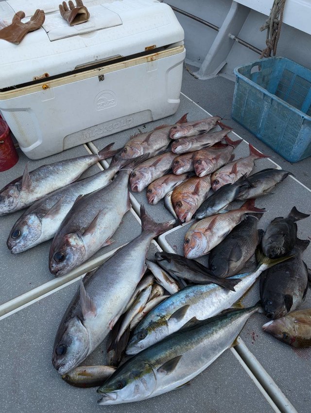 マダイ・ヒラマサ・メダイ