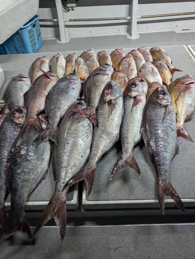 マダイ・メダイ