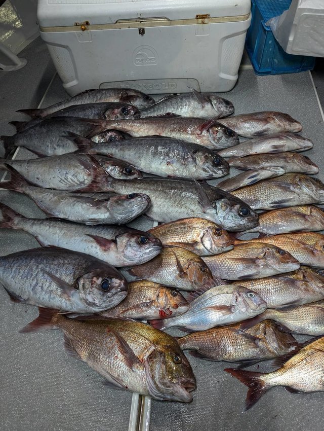 マダイ・メダイ