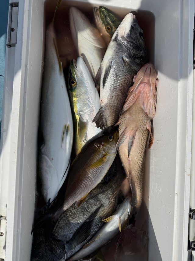 クロダイ・オオモンハタ・イナダ(ブリ)・イサキ