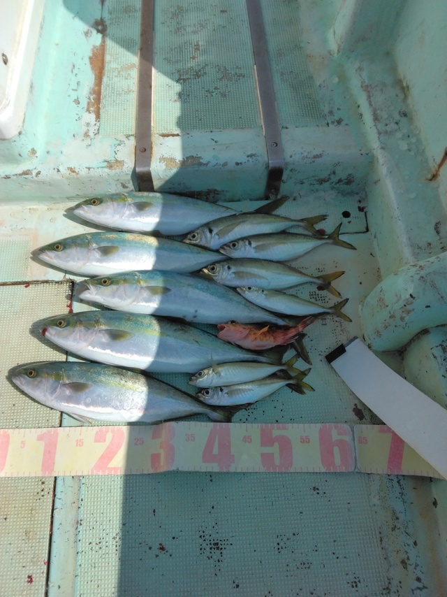 マアジ・ツバス(ブリ)