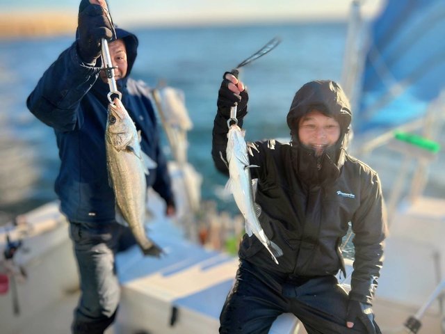 シーバス(スズキ)