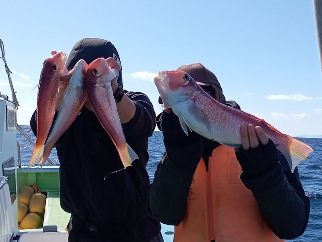 アマダイ(アカアマダイ)