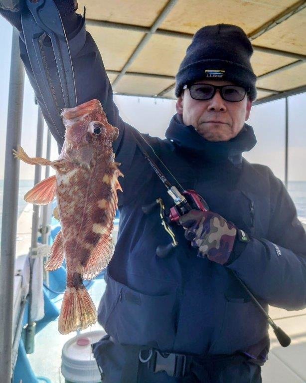 ガシラ(カサゴ)