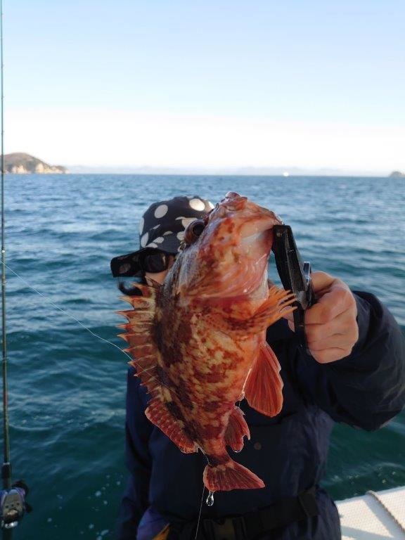 ガシラ(カサゴ)