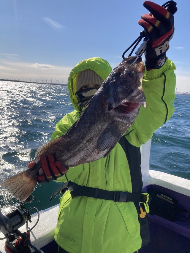 ソイ(クロソイ)