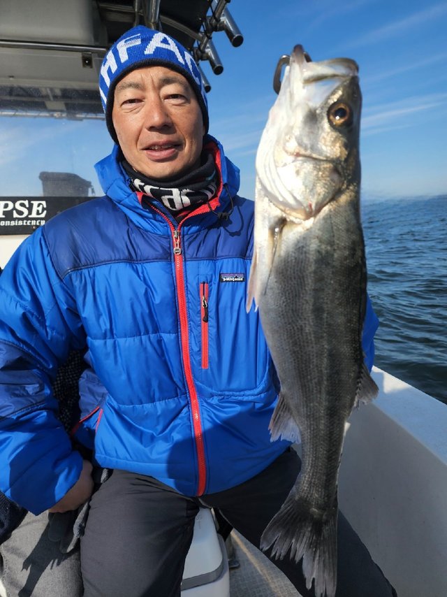 シーバス(スズキ)