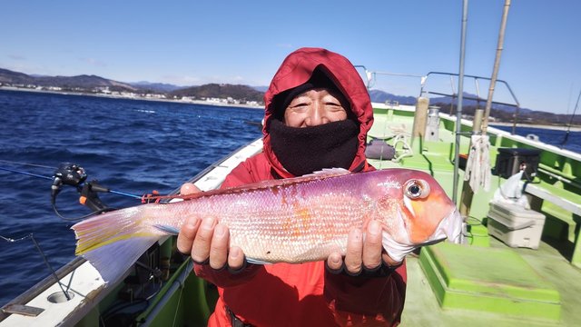 アマダイ(アカアマダイ)