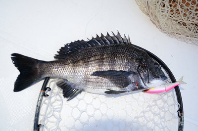 マチヌ(クロダイ)