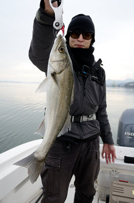 シーバス(スズキ)