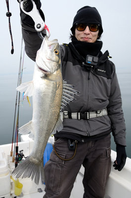 シーバス(スズキ)