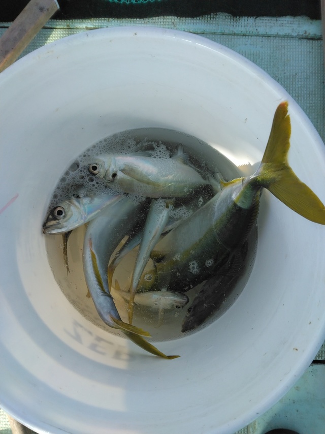 マアジ・ツバス(ブリ)