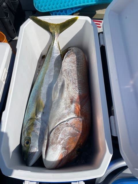 マダイ・ヒラマサ