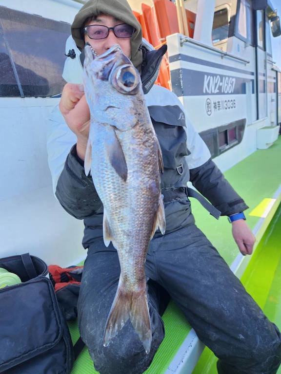 シロムツ(オオメハタ)