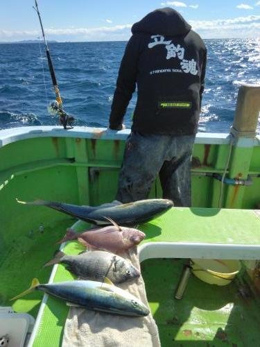 マダイ・クロダイ・イナダ(ブリ)・ワラサ(ブリ)