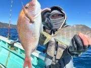 マダイ・カイワリ