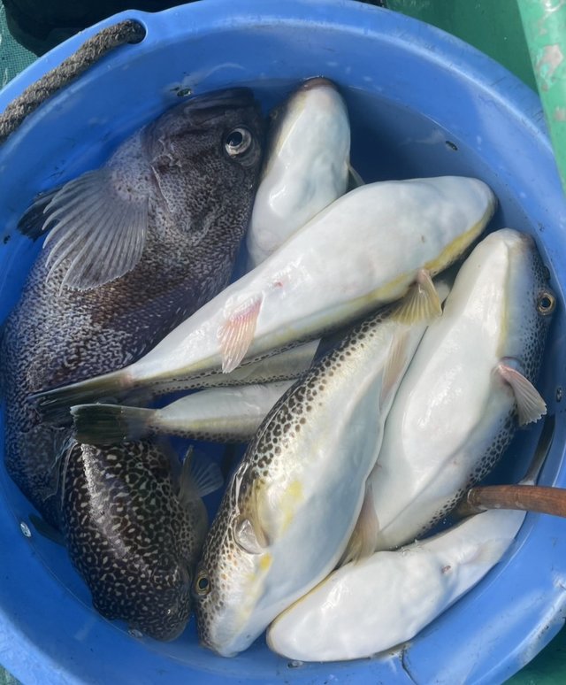 ショウサイフグ