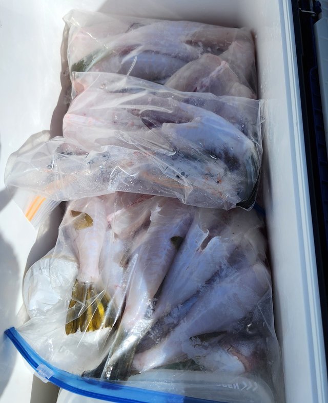 ショウサイフグ