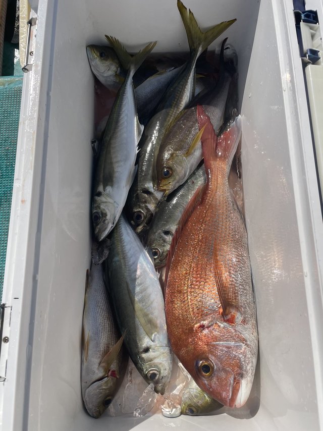 マダイ・マアジ