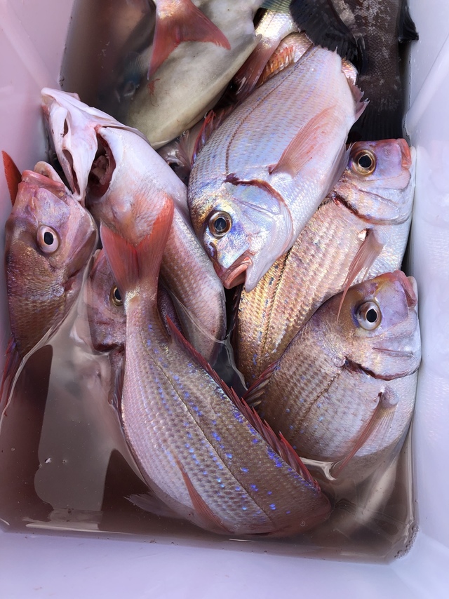 ハナダイ(チダイ)