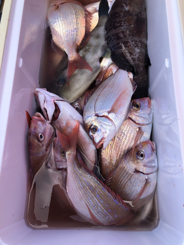 ハナダイ(チダイ)