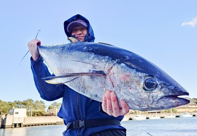 キメジ(キハダ)