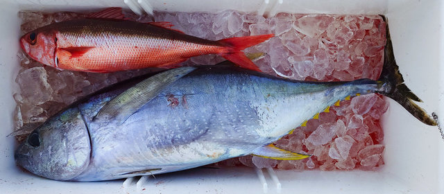 キメジ(キハダ)