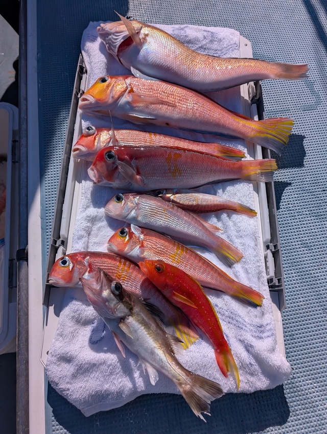 アマダイ(アカアマダイ)