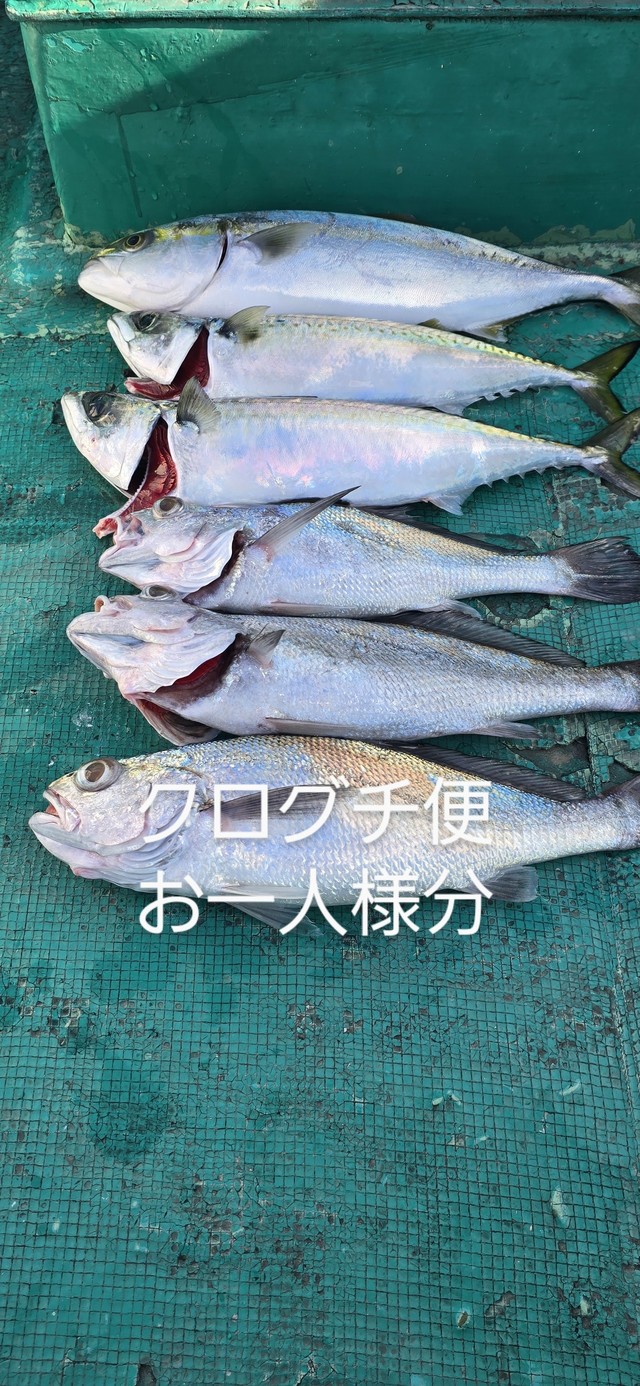 サバ(マサバ)・クログチ