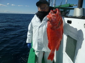 ベニアコウ(オオサガ)