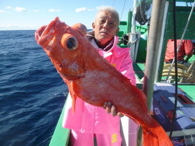 ベニアコウ(オオサガ)