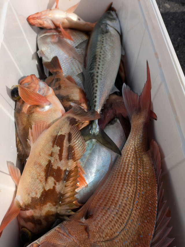 マダイ・ウスメバル・サバ(ゴマサバ)