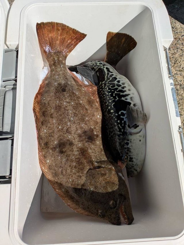 ヒラメ・トラフグ