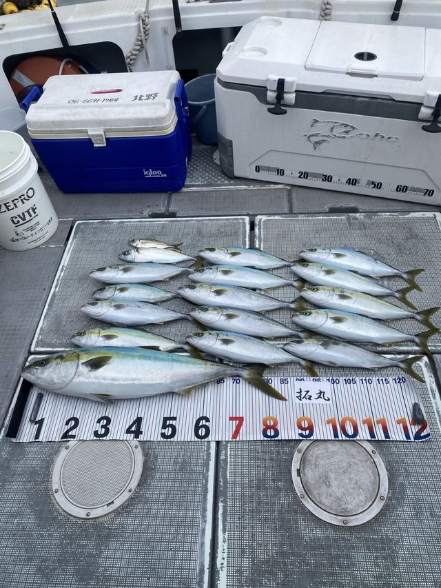 ハマチ(ブリ)・メジロ(ブリ)