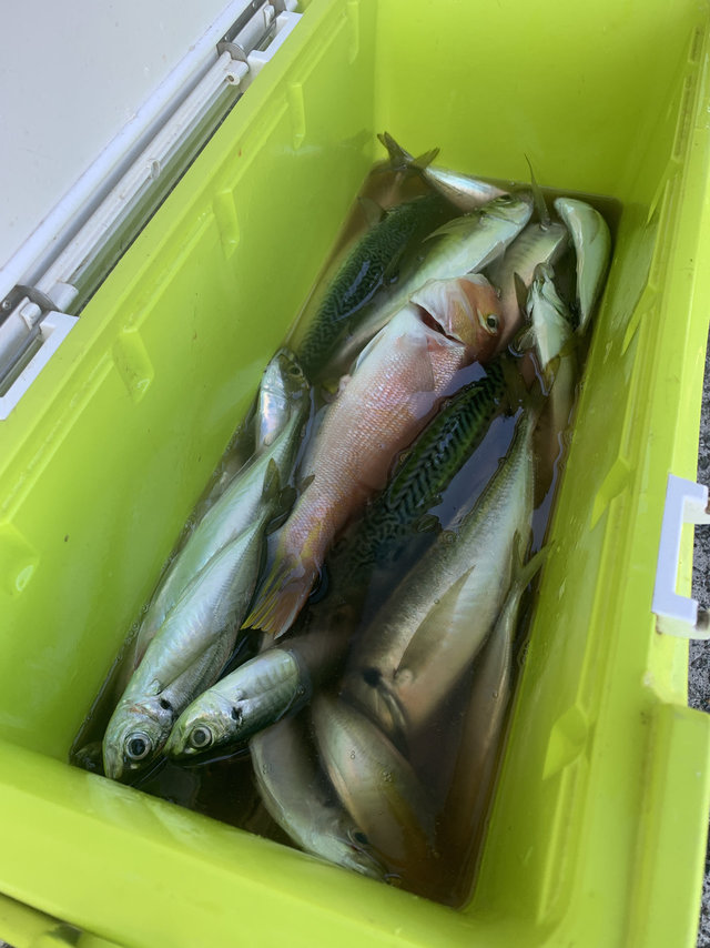 アジ(マアジ)・アマダイ(アカアマダイ)