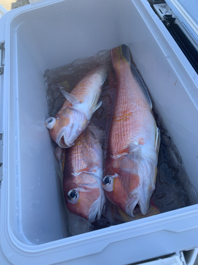 アマダイ(アカアマダイ)