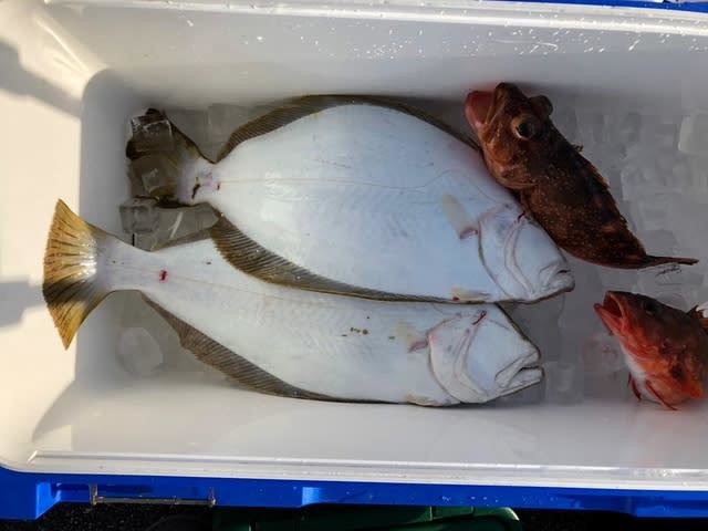 カサゴ・ヒラメ