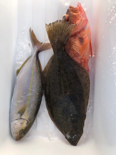シオ(カンパチ)・カサゴ・ヒラメ