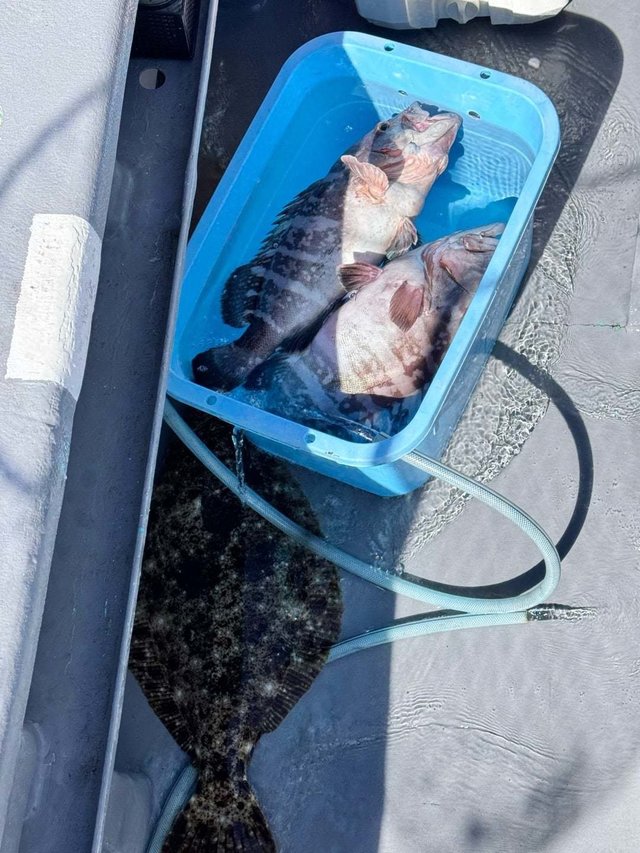 マハタ・ヒラメ