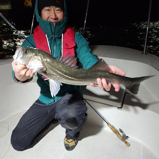 シーバス(スズキ)