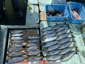 マアジ・ハマチ(ブリ)・マサバ