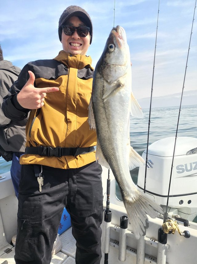 シーバス(スズキ)