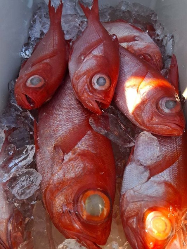 キンメ(キンメダイ)