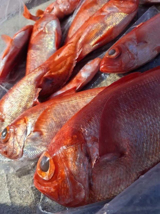 キンメ(キンメダイ)