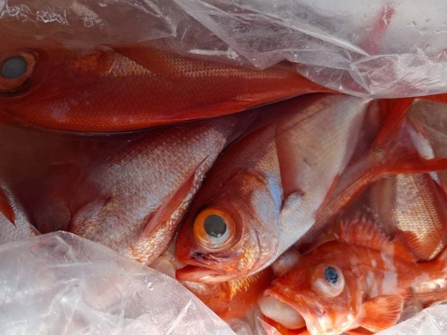 キンメ(キンメダイ)