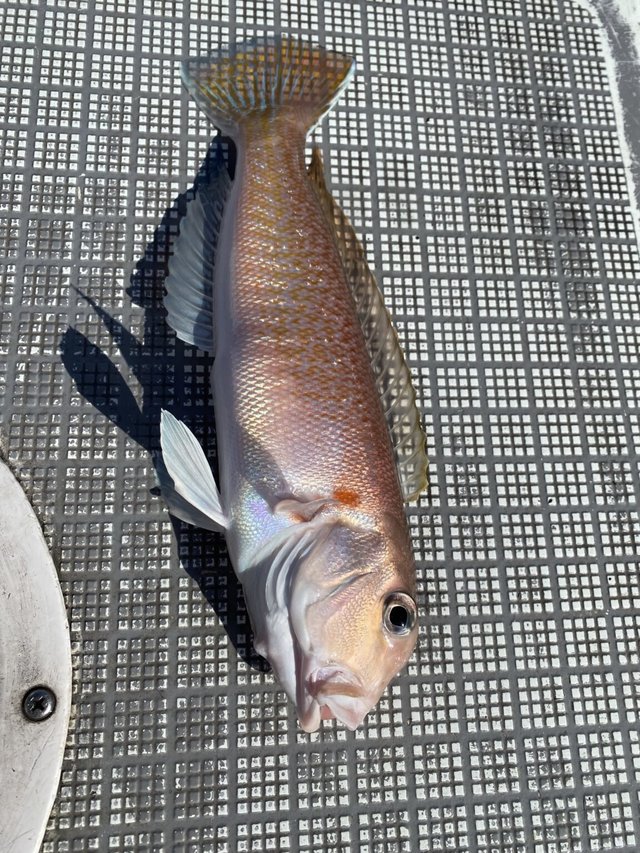 アマダイ(アカアマダイ)