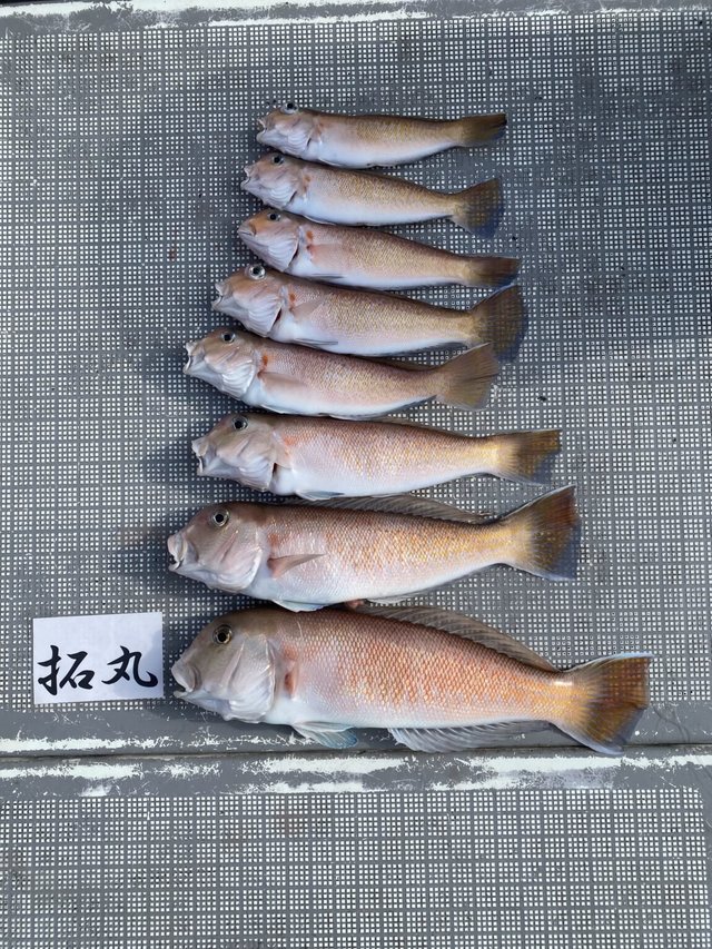 アマダイ(アカアマダイ)