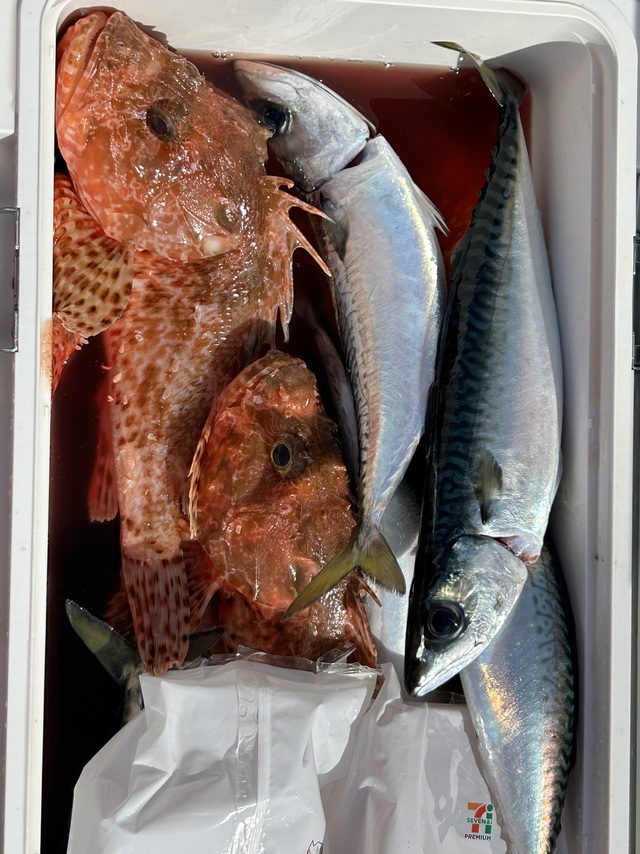 サバ(マサバ)・オニカサゴ