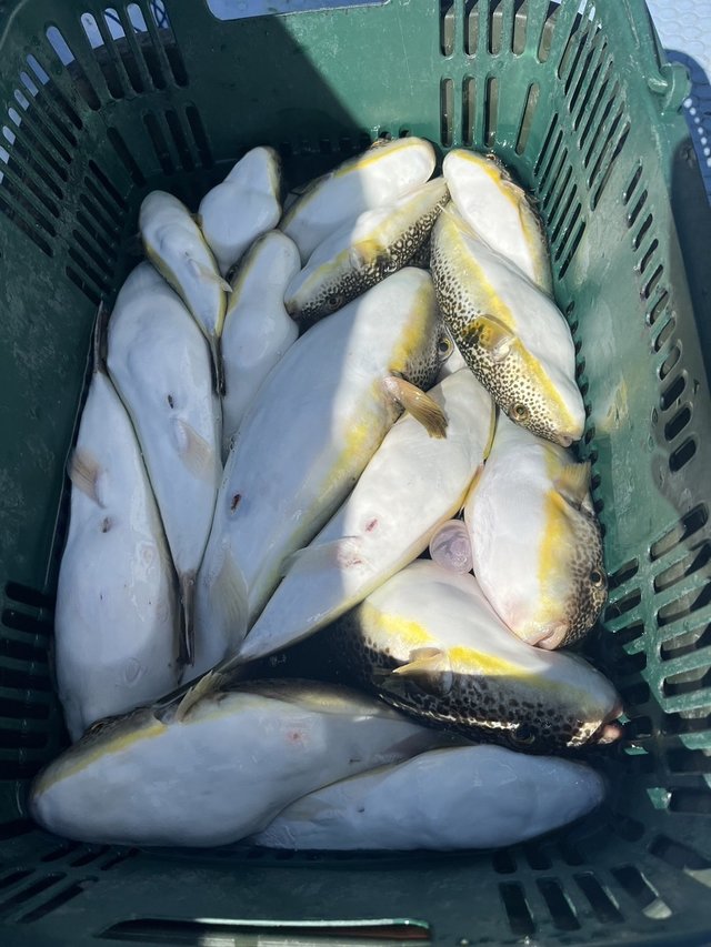 ショウサイフグ