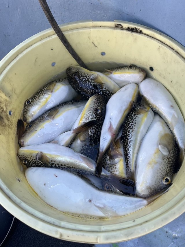 ショウサイフグ